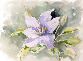 Purple Clematis
